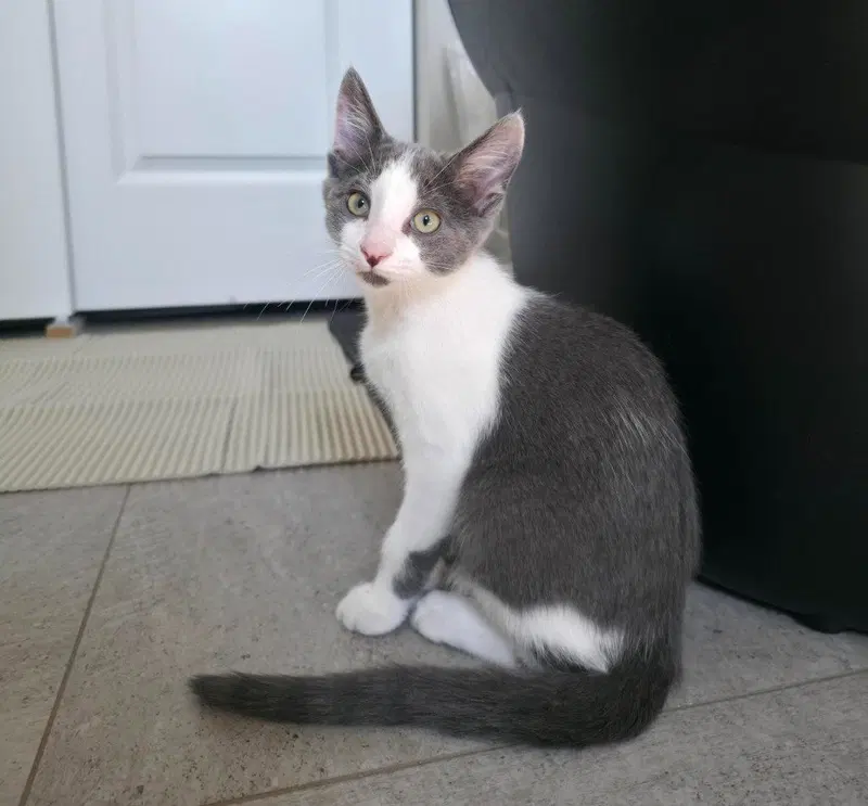 Silver, a young male cat up for adoption