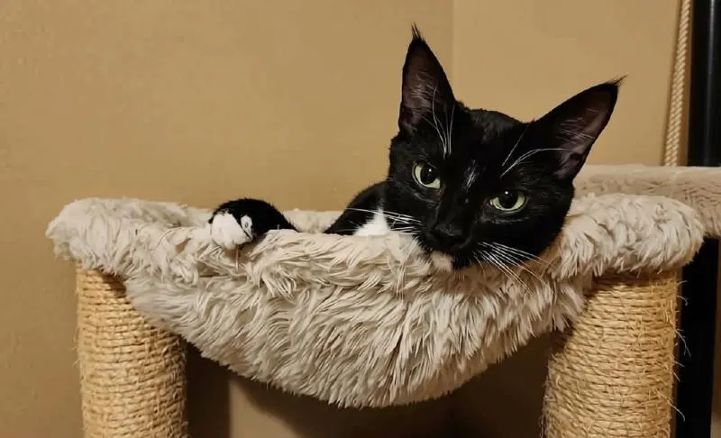 Tuxie, photo 4