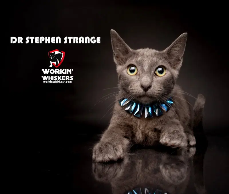 Dr Stephen Strange, a male Russian Blue kitten up for adoption