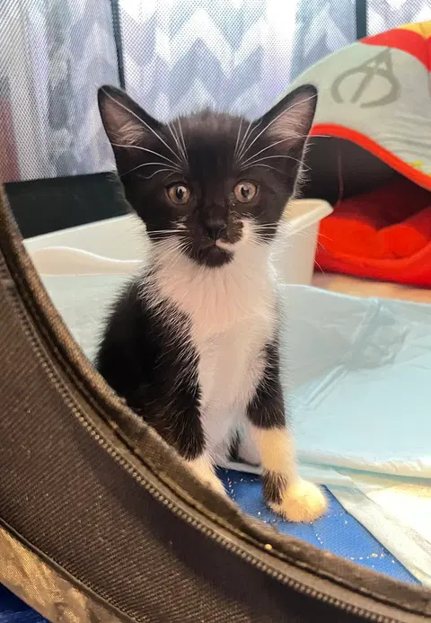 Watch the video of Tessie