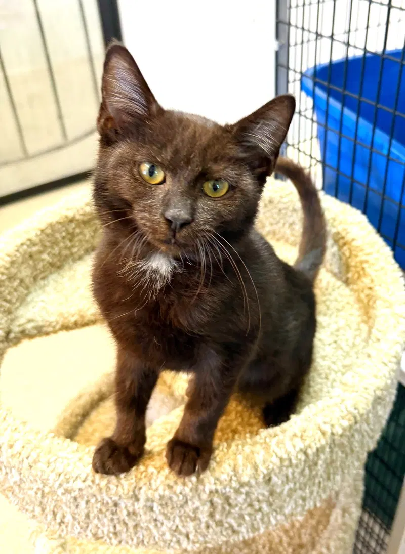 Kitten Poncho, a male kitten up for adoption
