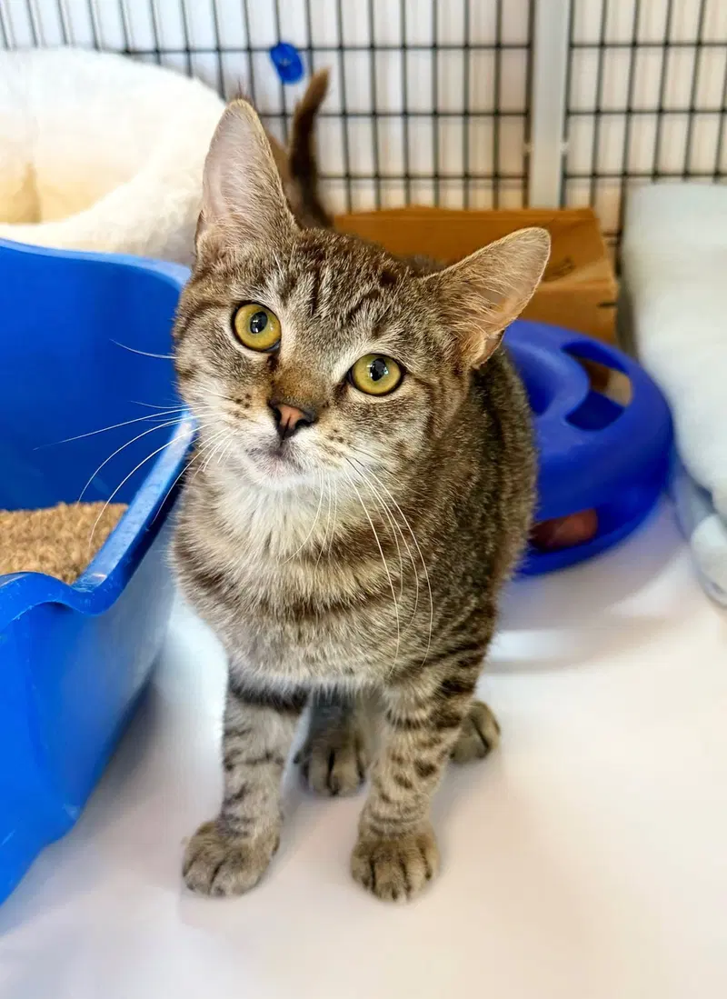 Kitten Pepito, a male kitten up for adoption