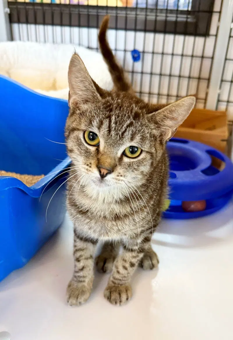 Kitten Pepito, photo 2