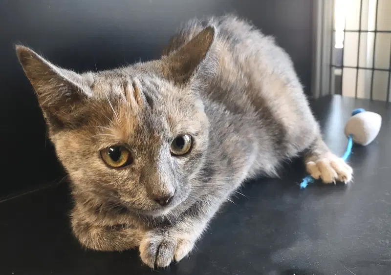 Elphaba, a young female Dilute Tortoiseshell cat up for adoption