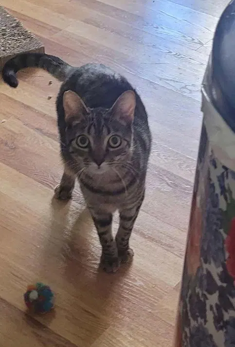 Coyote, a young female cat up for adoption