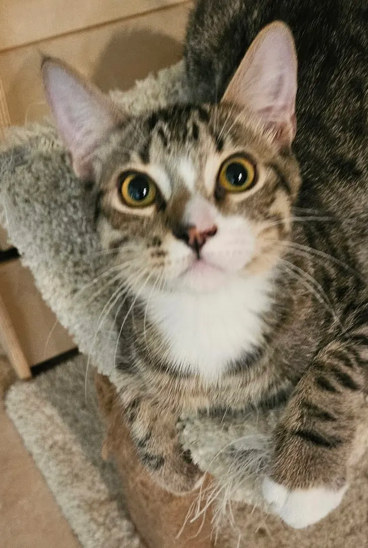 Loki, a male kitten up for adoption