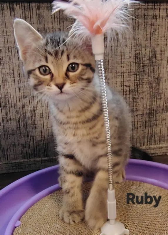 Ruby, photo 7