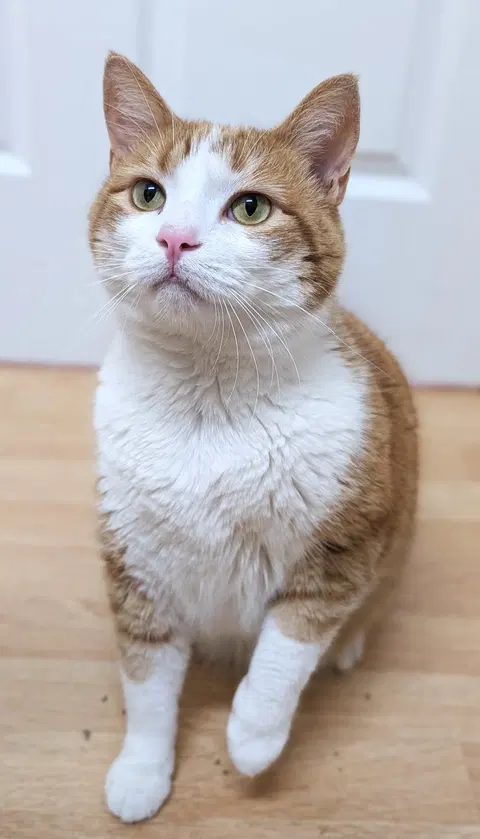 Watch the video of Creamsicle