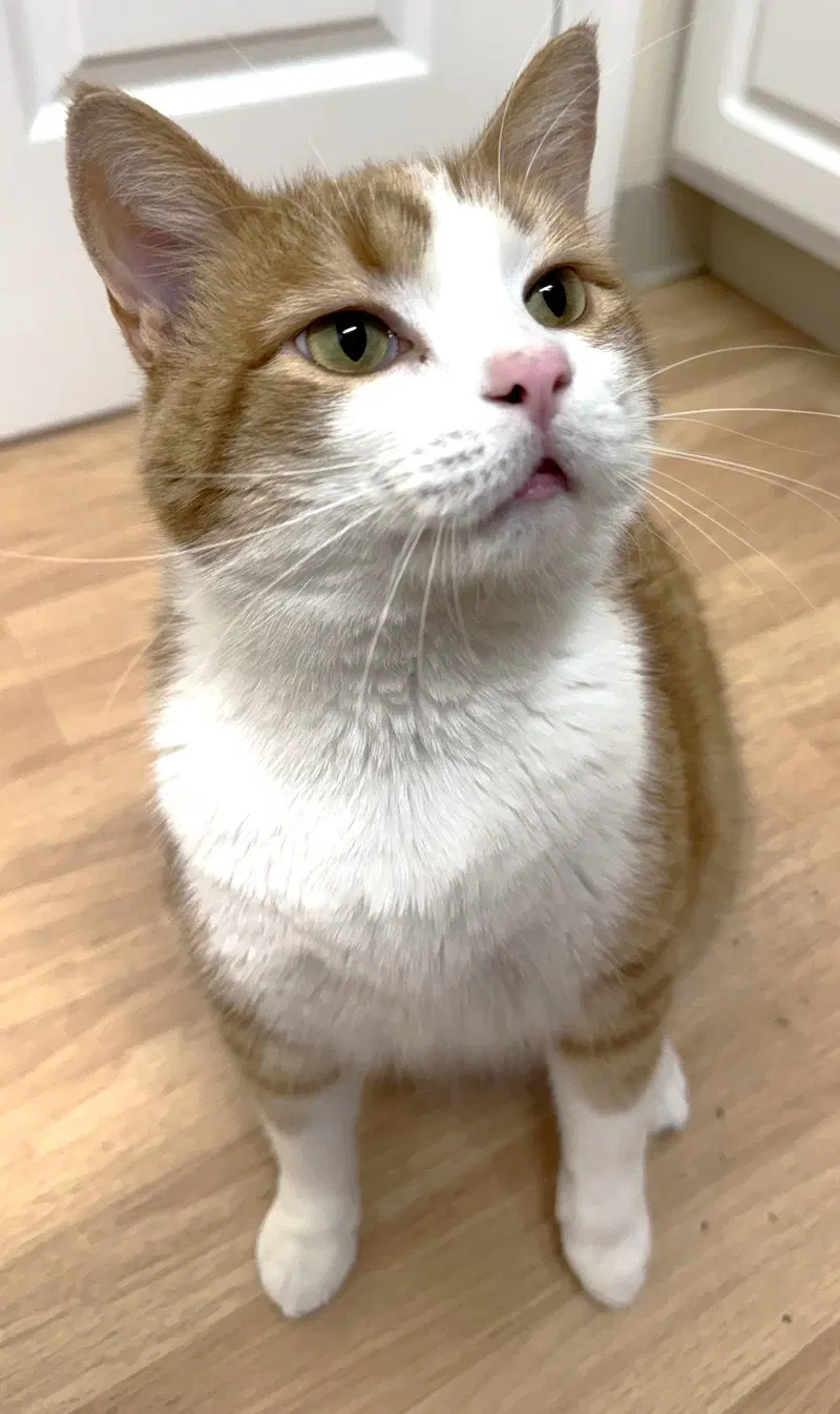 Creamsicle, photo 4