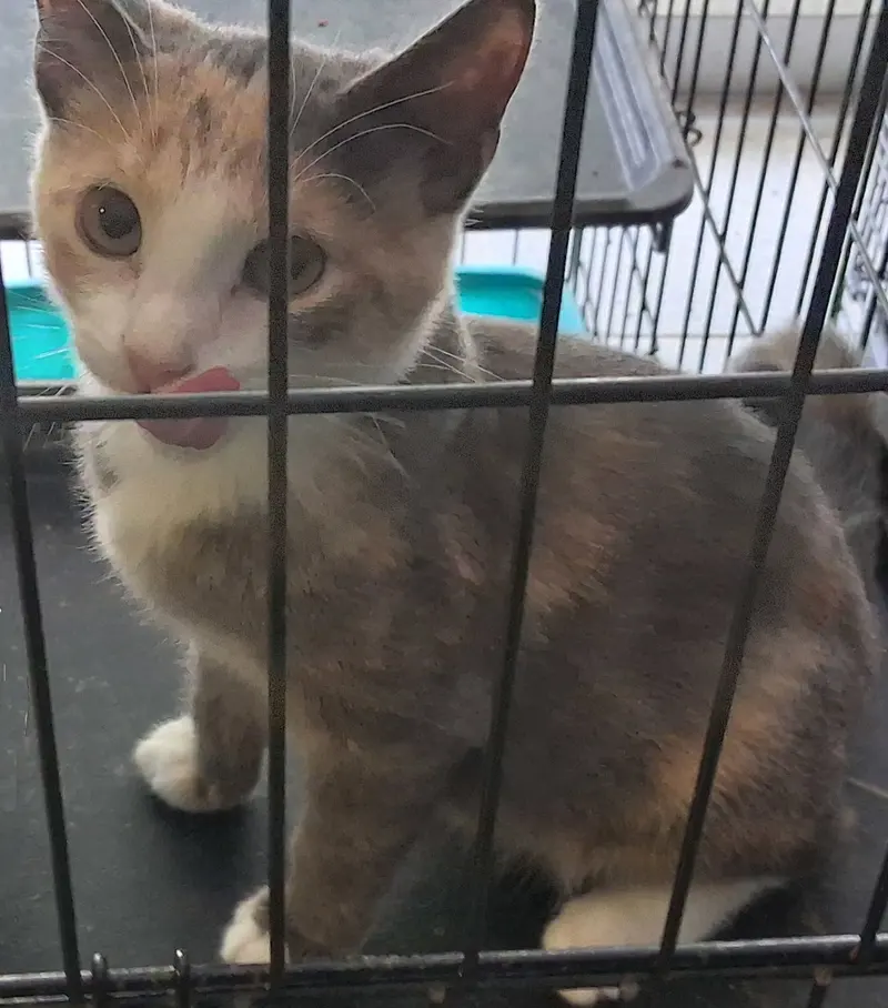 Julie, a female Dilute Calico kitten up for adoption