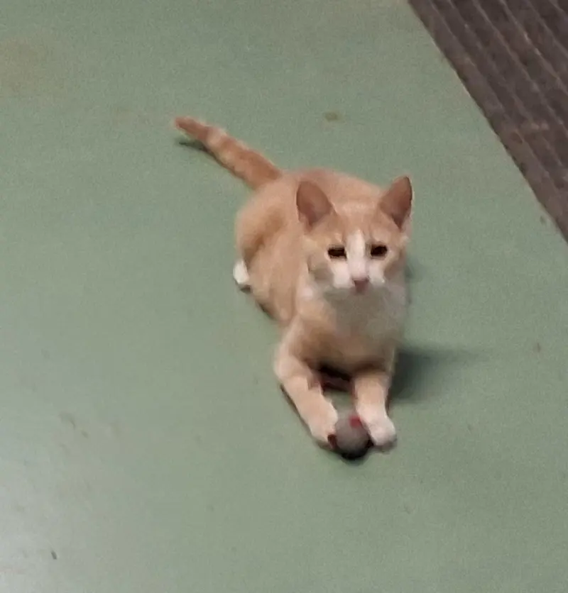 Jillie, a female Tabby kitten up for adoption