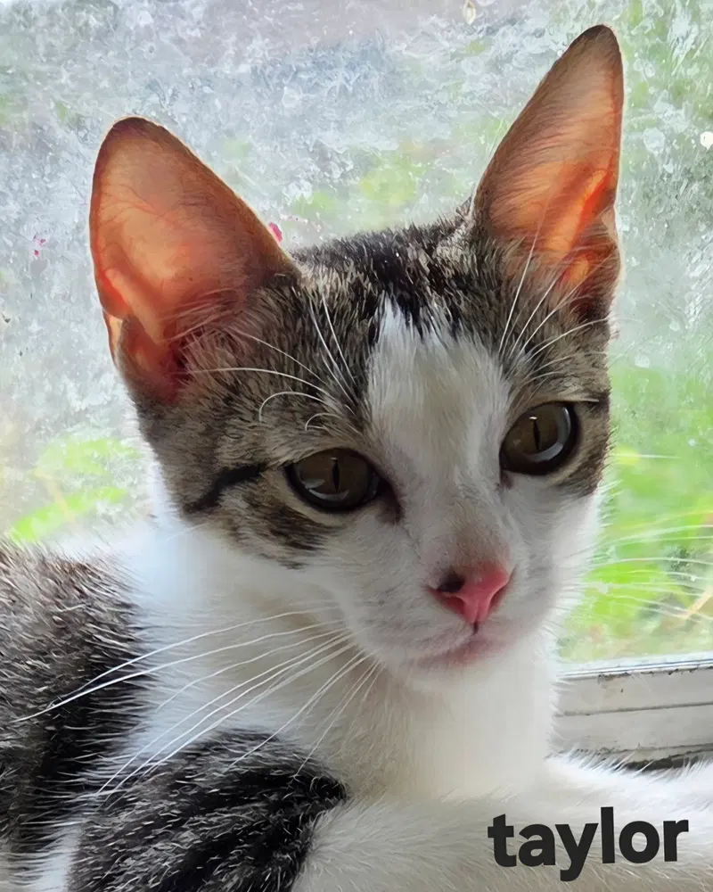Taylor, a young female cat up for adoption