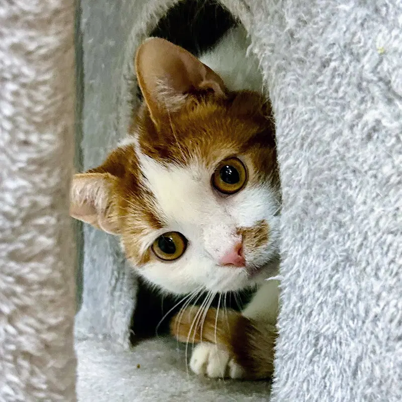 Loki, an adult male cat up for adoption