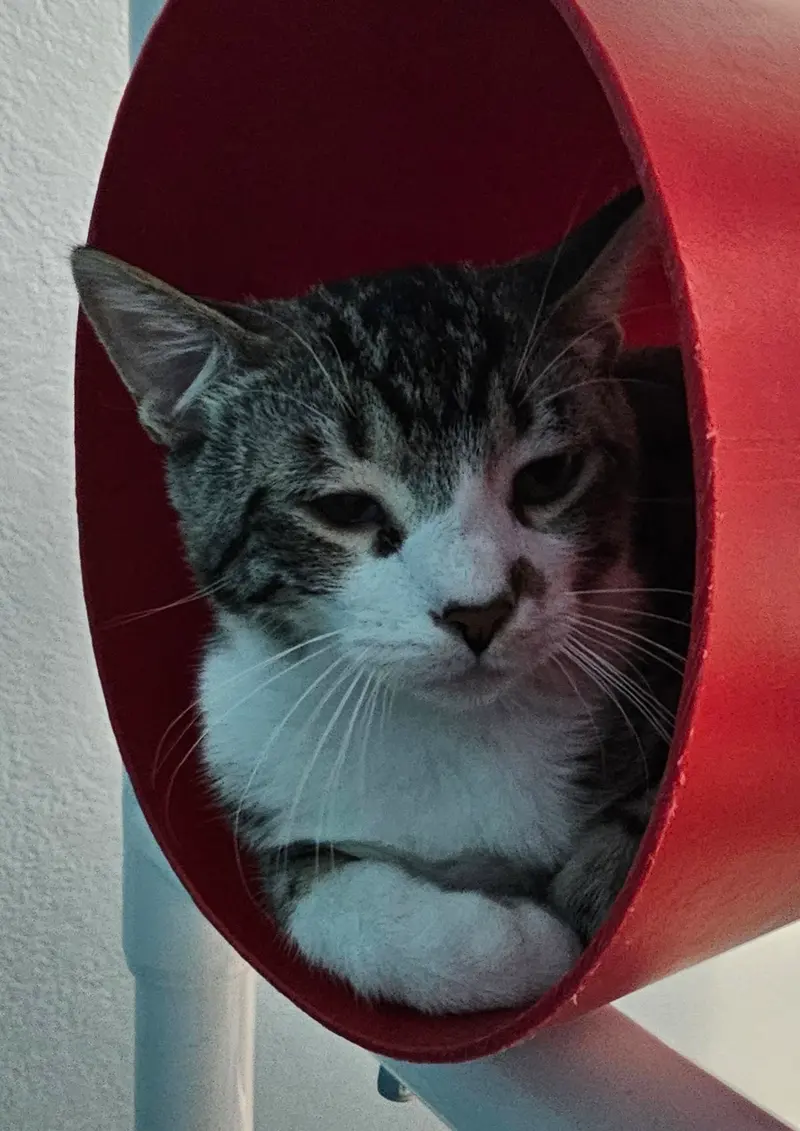 Flounder, a young male cat up for adoption