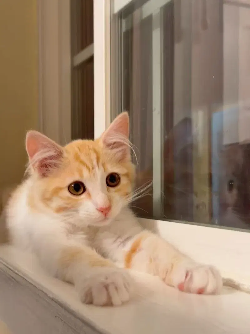 Honey Bee, a female kitten up for adoption