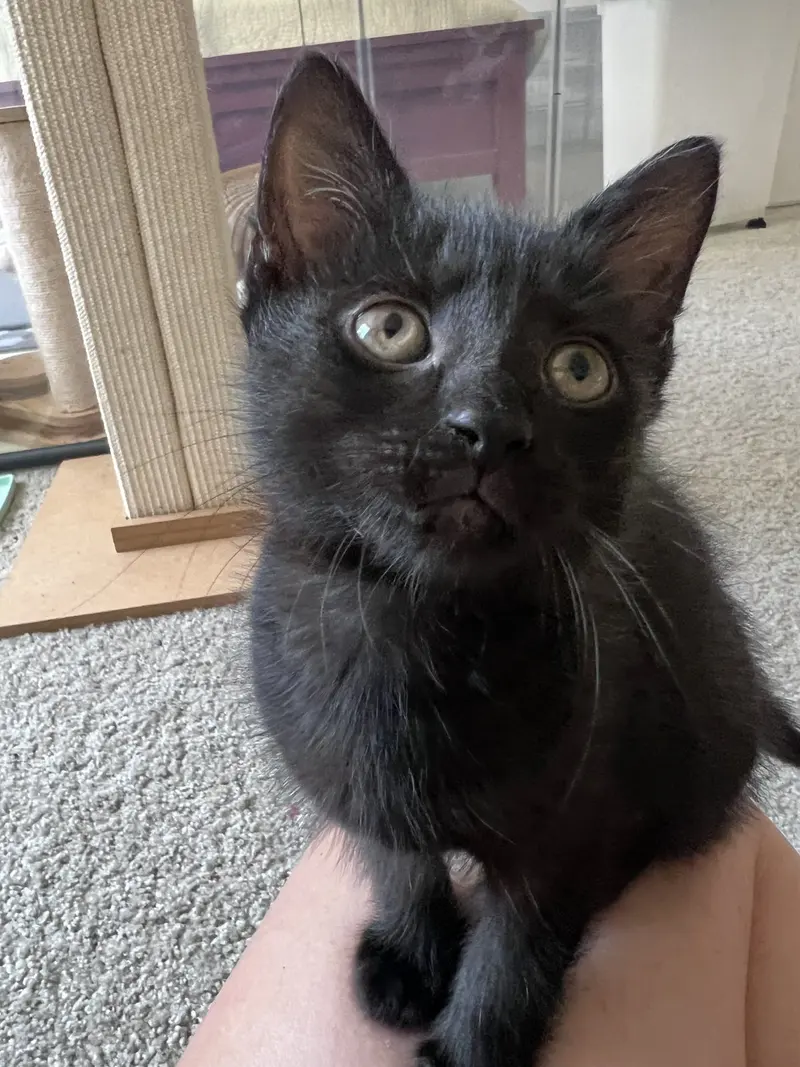Raven, a female kitten up for adoption
