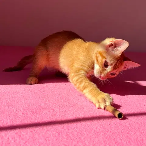 Watch the video of Frankie