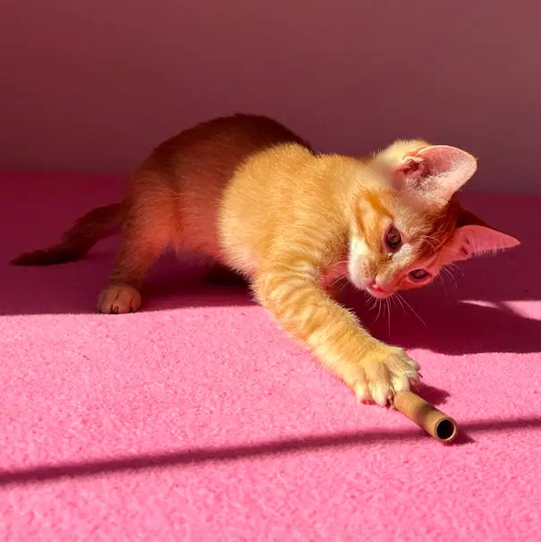 Frankie, a male Tabby kitten up for adoption
