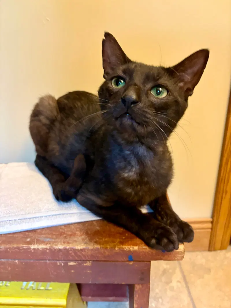 Nelson, an adult male cat up for adoption
