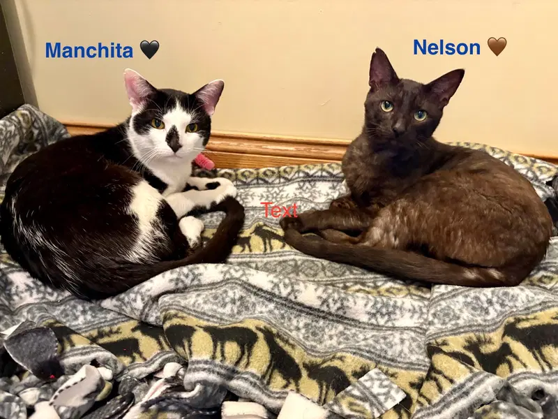 Nelson, photo 6