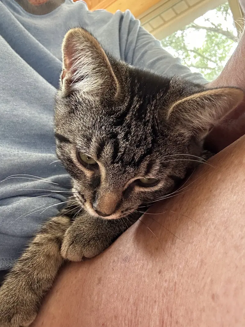 Herb, photo 6