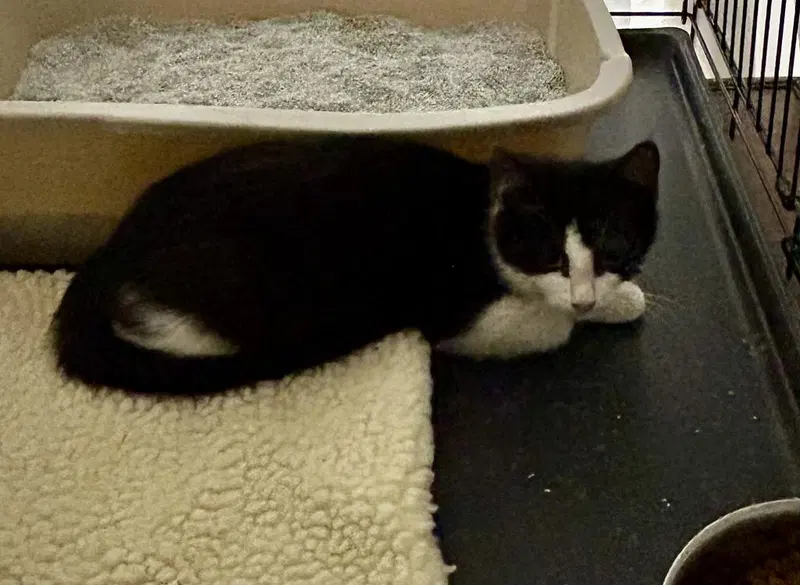 Juniper, a young female cat up for adoption