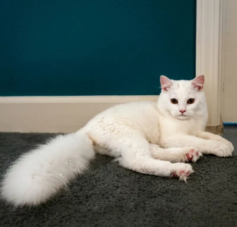 Oliver, an adult male Turkish Angora cat up for adoption