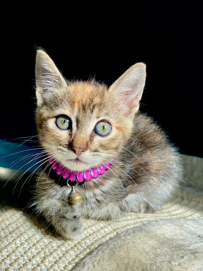 Little Ann, photo 3