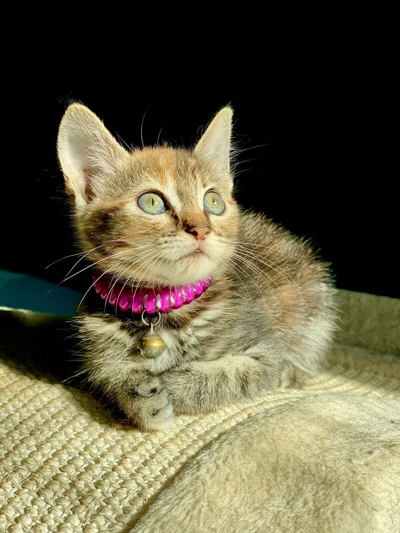 Little Ann, photo 4