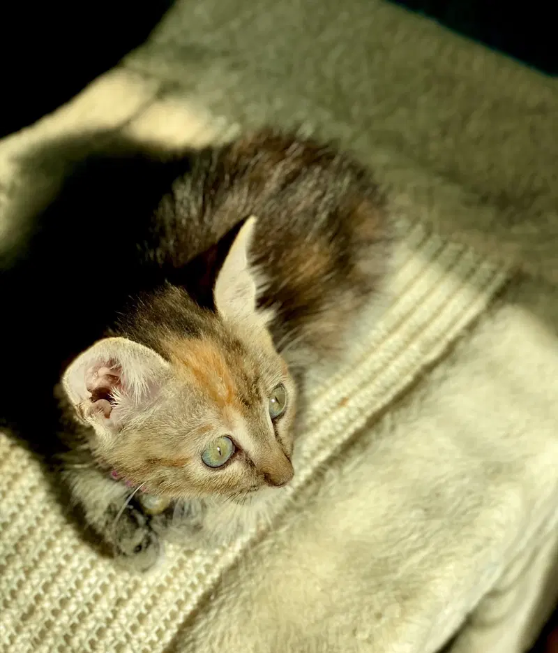 Little Ann, photo 5