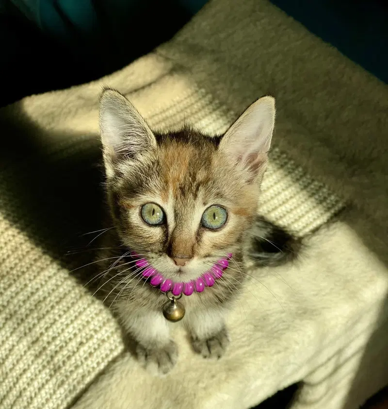 Little Ann, photo 6