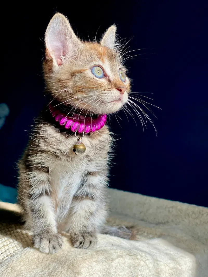 Little Ann, photo 7