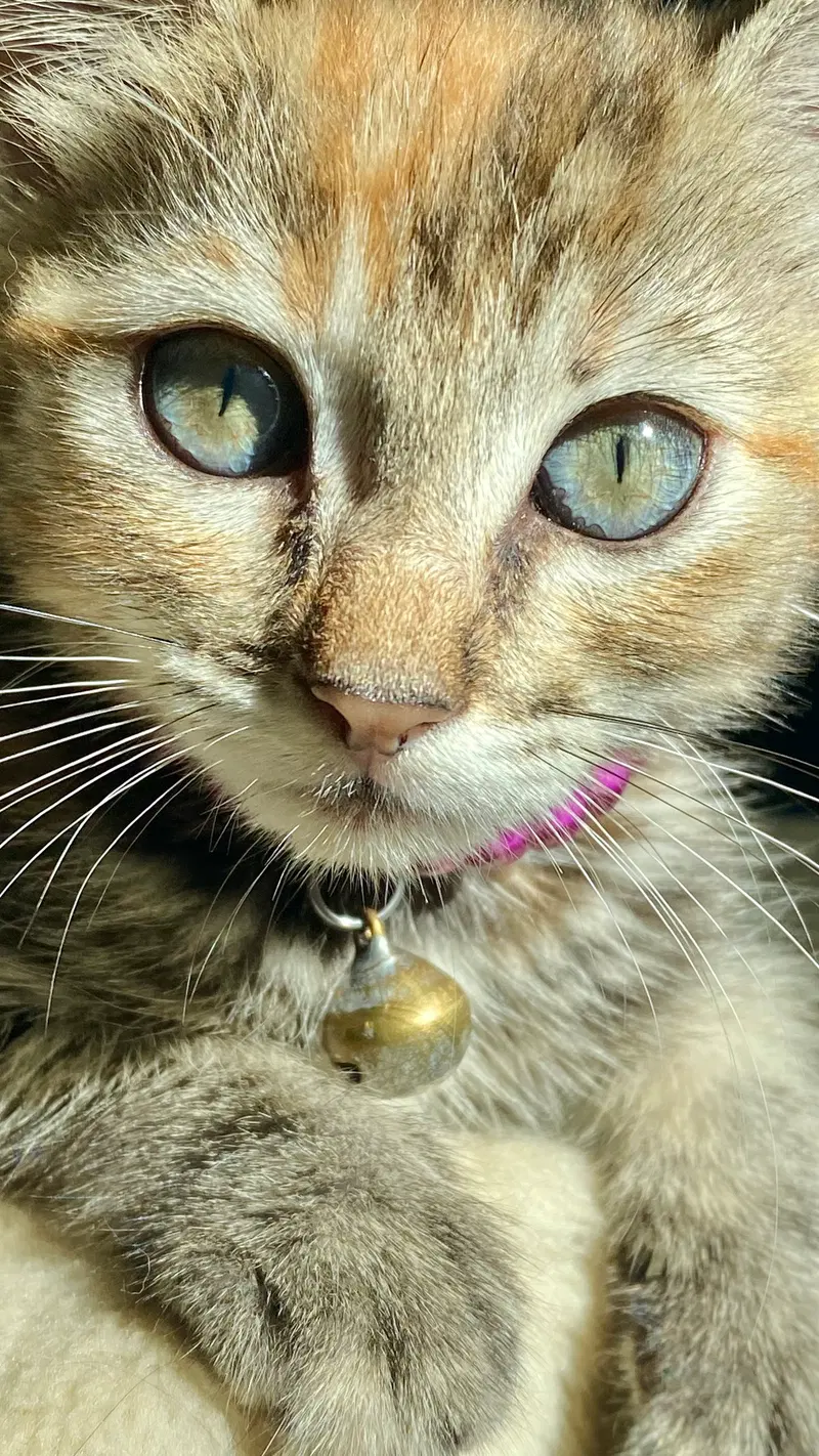 Little Ann, photo 8