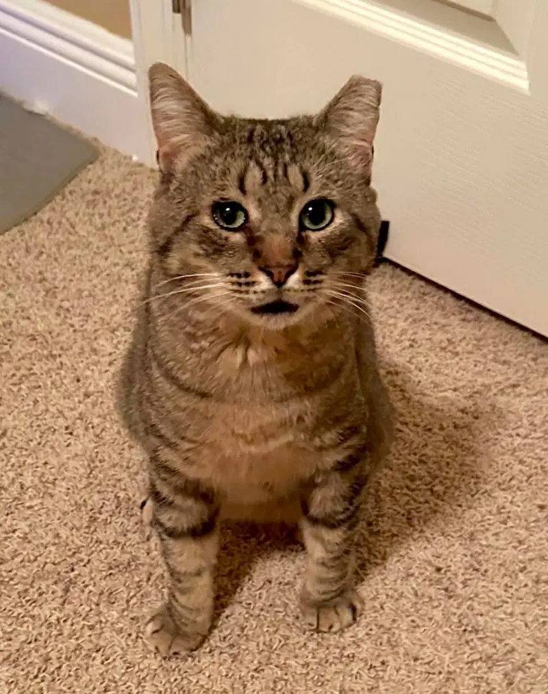 Jo-Jo, an adult male cat up for adoption