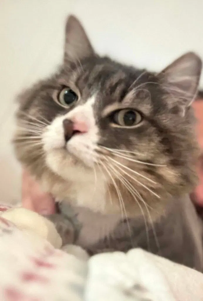 Paul, an adult male cat up for adoption