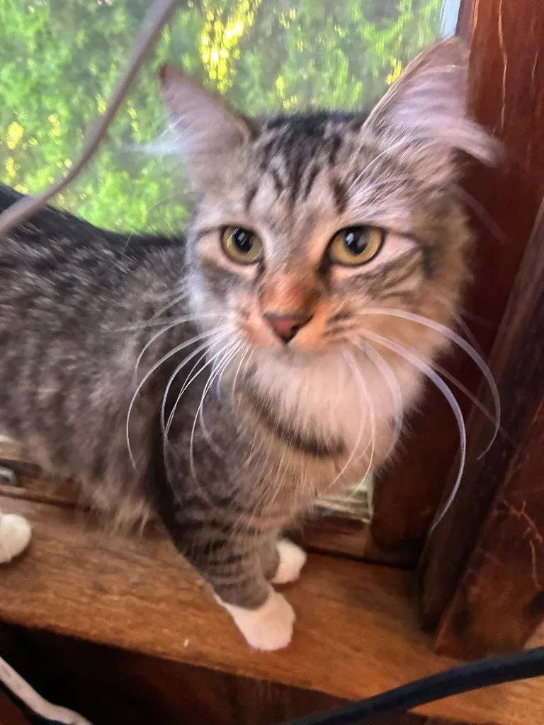 Freedom, a young female cat up for adoption