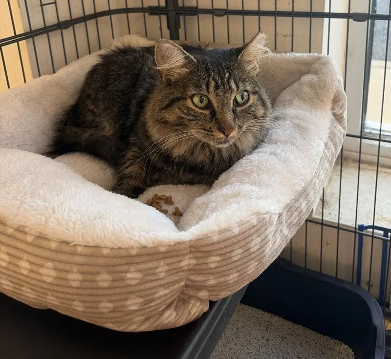 Bennett, an adult female cat up for adoption