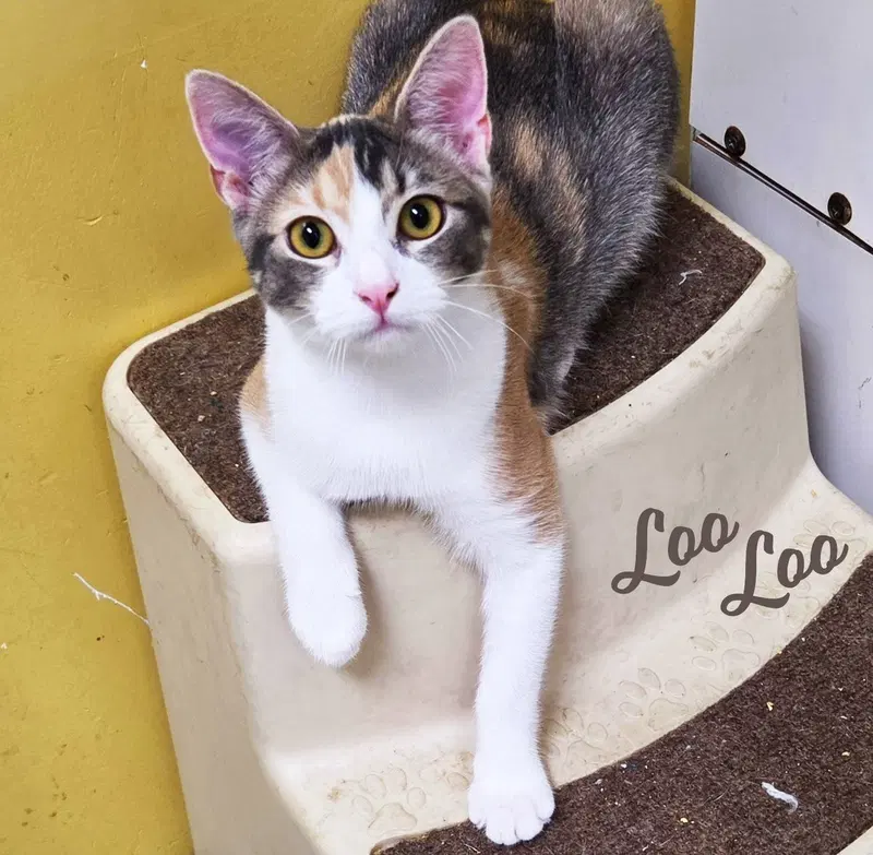 Loo Loo, a female Dilute Calico kitten up for adoption