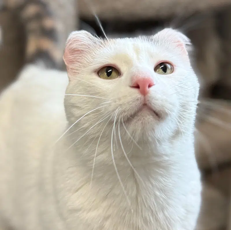 Boo, an adult female cat up for adoption