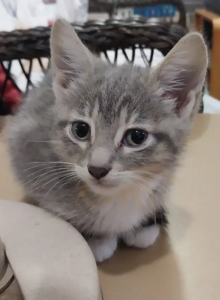 Mila IN FOSTER, a young female cat up for adoption