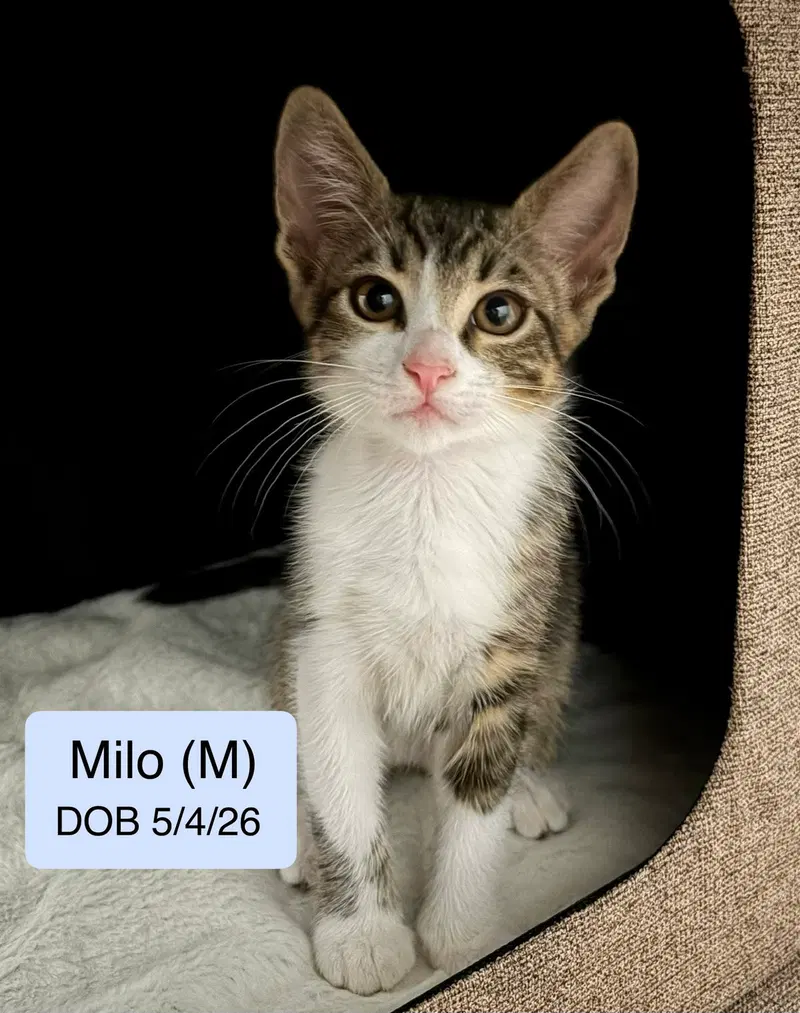 Milo, a male kitten up for adoption