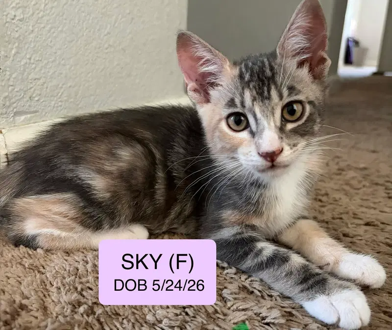Sky, a female American Shorthair kitten up for adoption