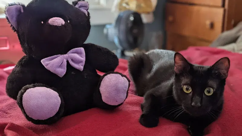 onyx, an adult male cat up for adoption
