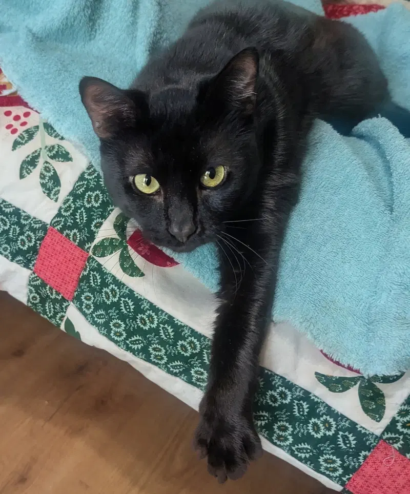 onyx, photo 4