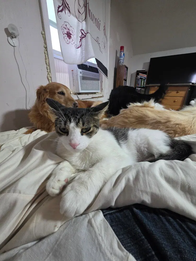 Hyde Kitty, a young male cat up for adoption