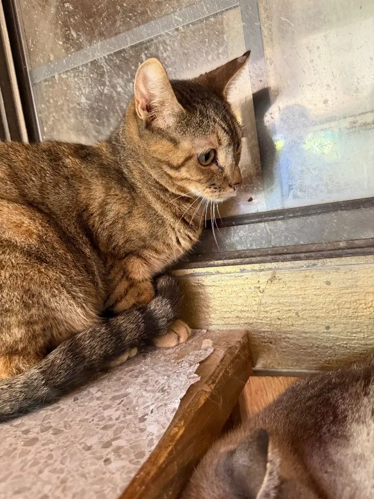 Cleo, photo 2