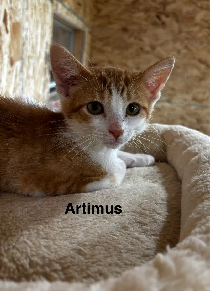 Artimus, photo 2
