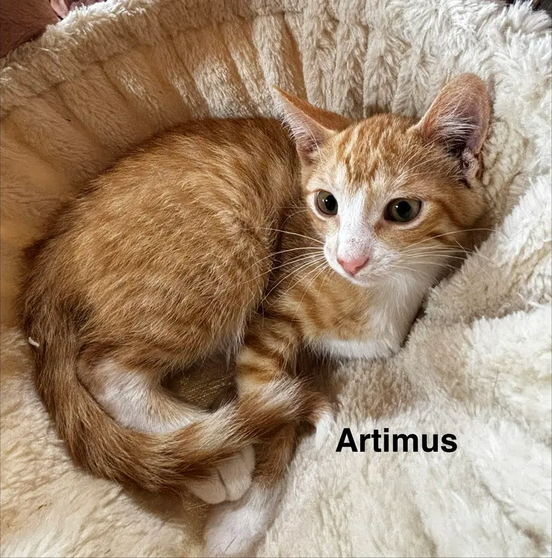 Artimus, photo 3