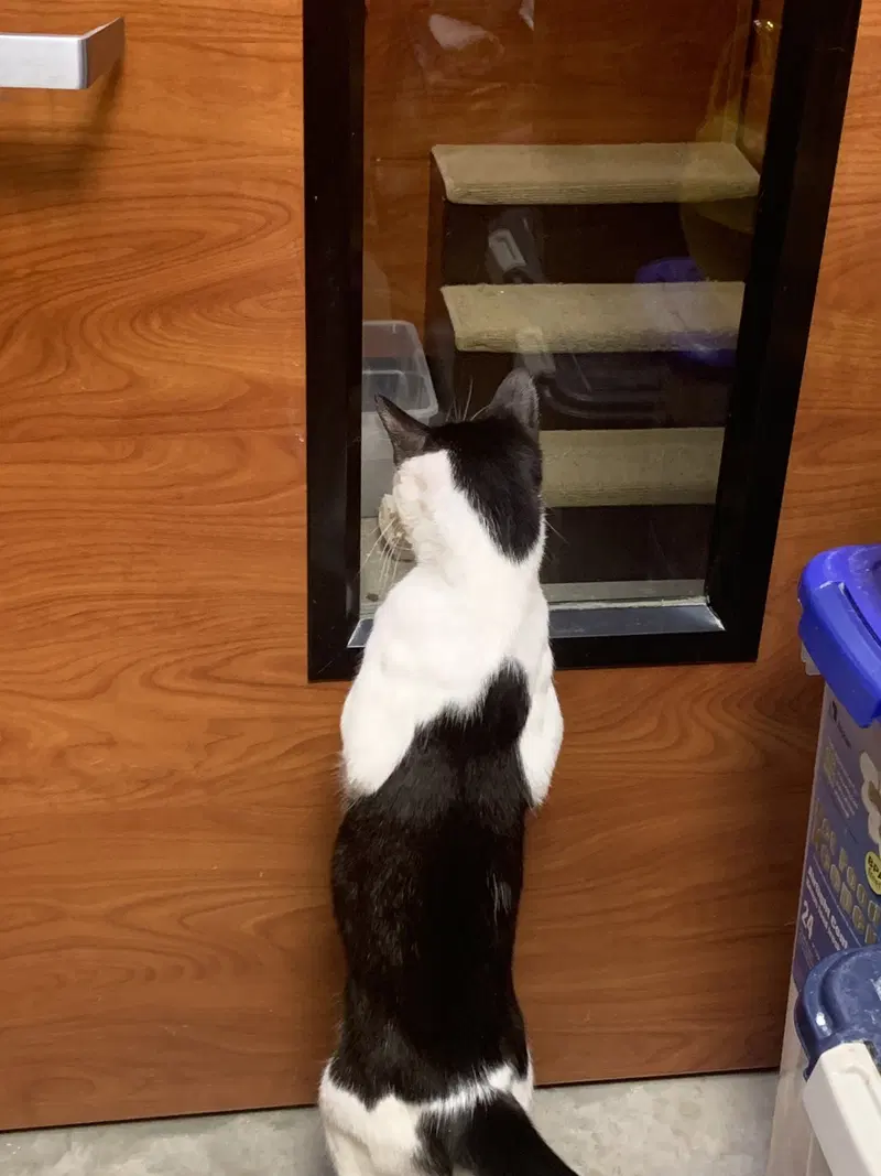 Petey, photo 3