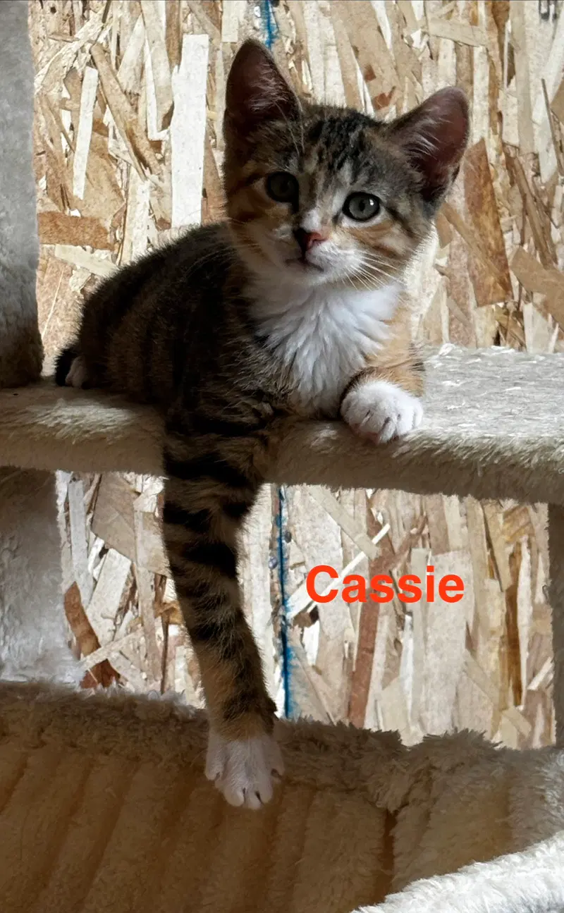 Cassie, a female Tabby kitten up for adoption